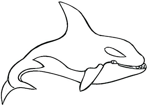 480x341 Sperm Whale Coloring Sheets