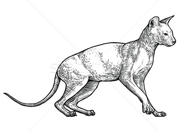 600x424 Sphinx Cat Illustration, Drawing, Engraving, Line Art, Vector