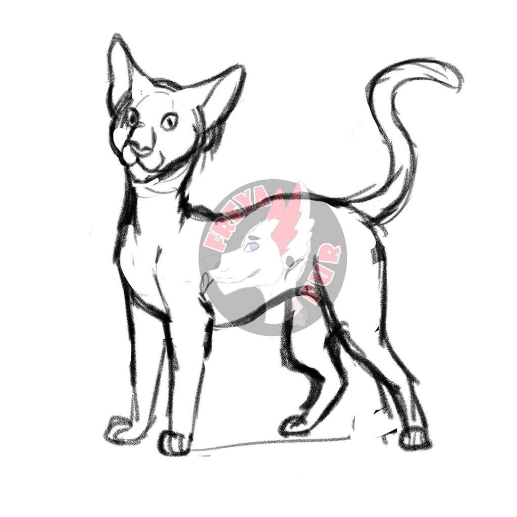 1024x1024 Hairless Cat Wip Furry Amino