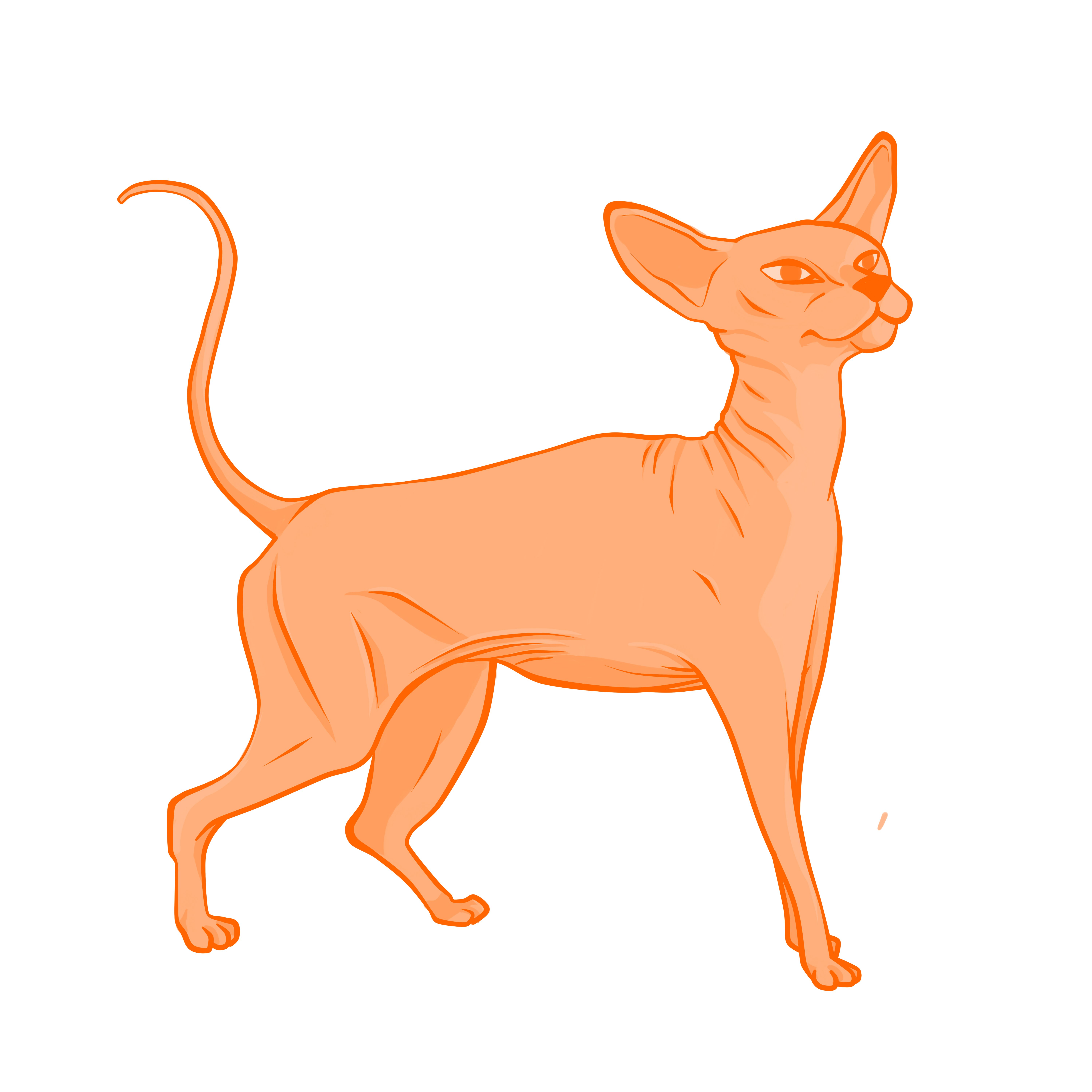 6000x6000 Lil Sphynx Cat Drawing