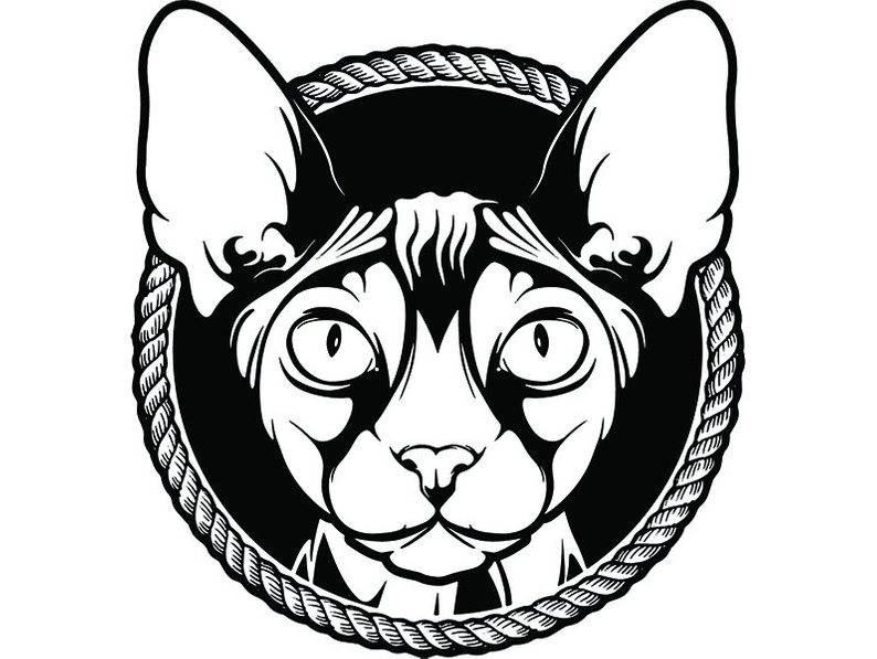 794x597 sphynx cat breed beautiful kitten kitty feline pedigree etsy