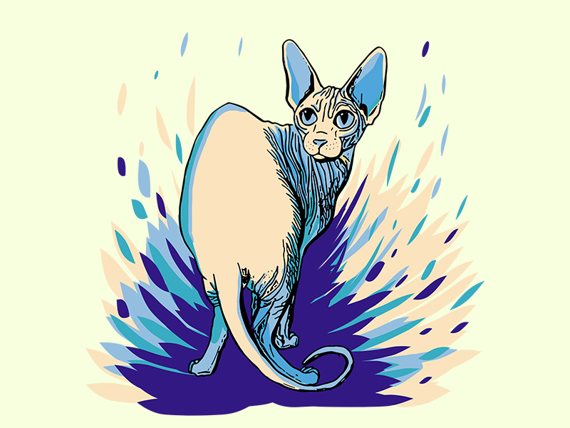 800x600 Sphynx Cat Illustration