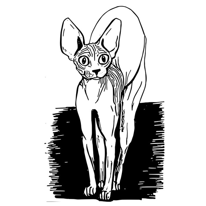 700x700 black and white sphynx cat line drawing