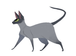 250x186 Cat Drawing Cats Sketch Daily Cat Drawings Black Sphynx Cat