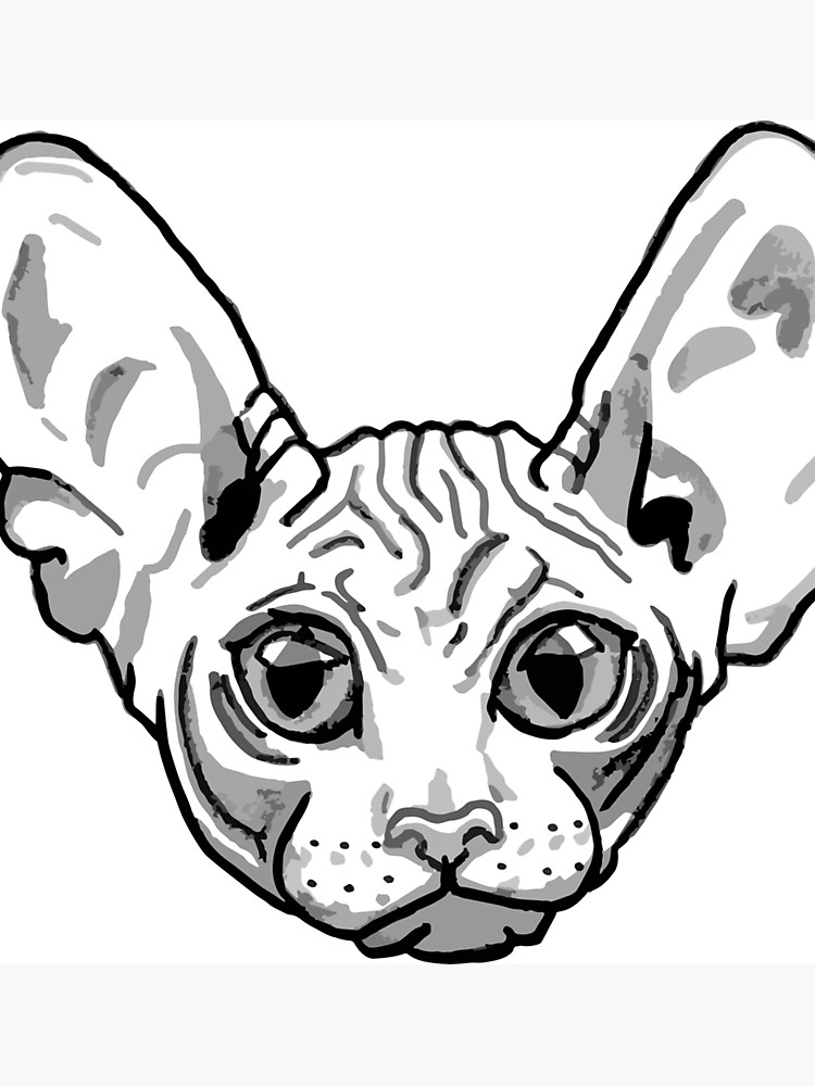 750x1000 Hairless Cat Face Photographic Print