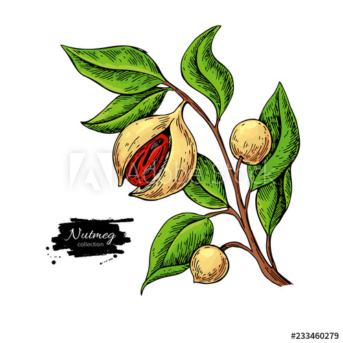 500x500 Nutmeg Plant Branch Vector Drawing Botanical Illustration