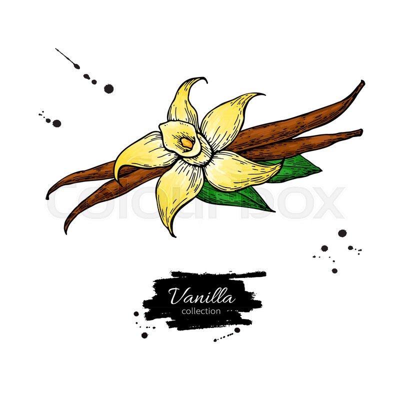 800x800 vanilla flower and bean stick vector stock vector colourbox
