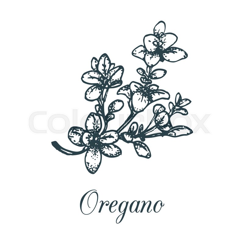 800x800 vector oregano illustration hand stock vector colourbox