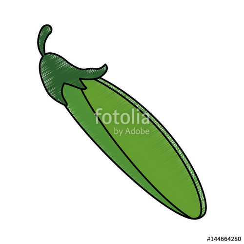 500x500 Drawing Chili Pepper Spice Food Vector Illustration Stock