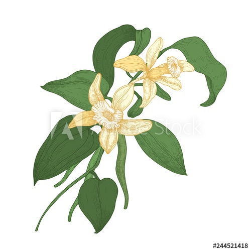 500x500 Elegant Botanical Drawing Of Vanilla Plant Branch With Blooming