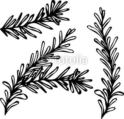 400x383 Fresh Rosemary Sprigs With Leaves Food And Spice Vector