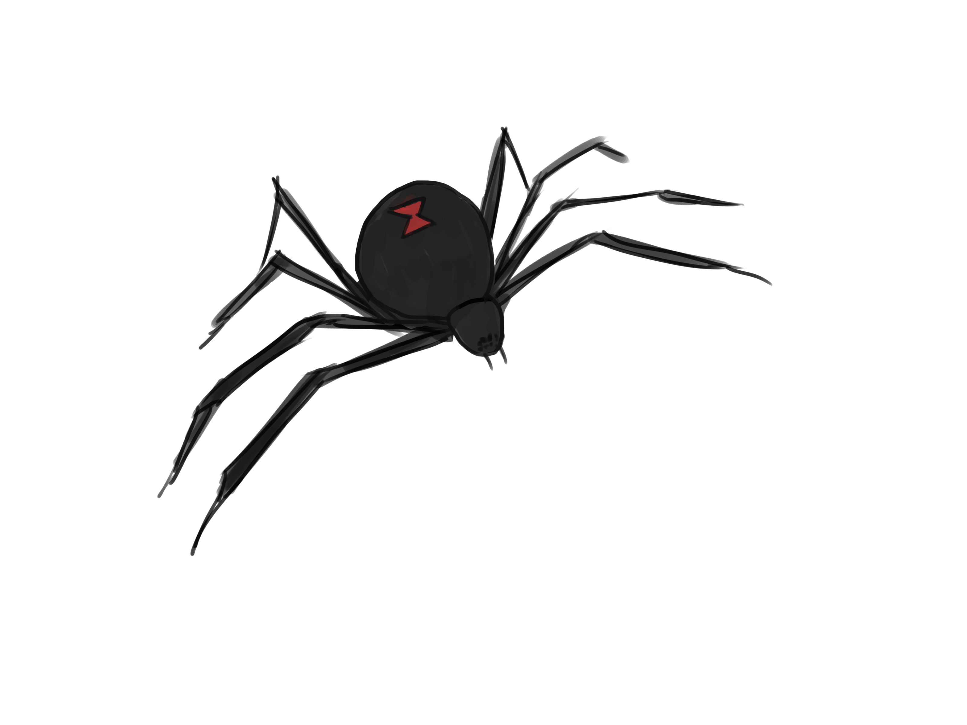Spider Cartoon Drawing