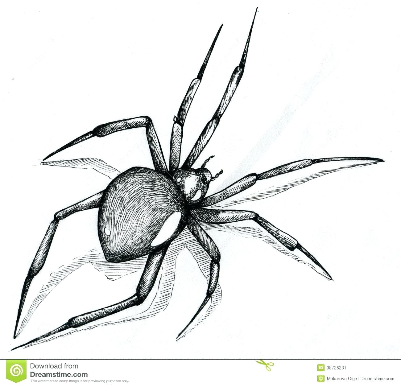 1300x1255 Drawing A Spider Spider Web Cartoon Drawing How To Draw A Spider