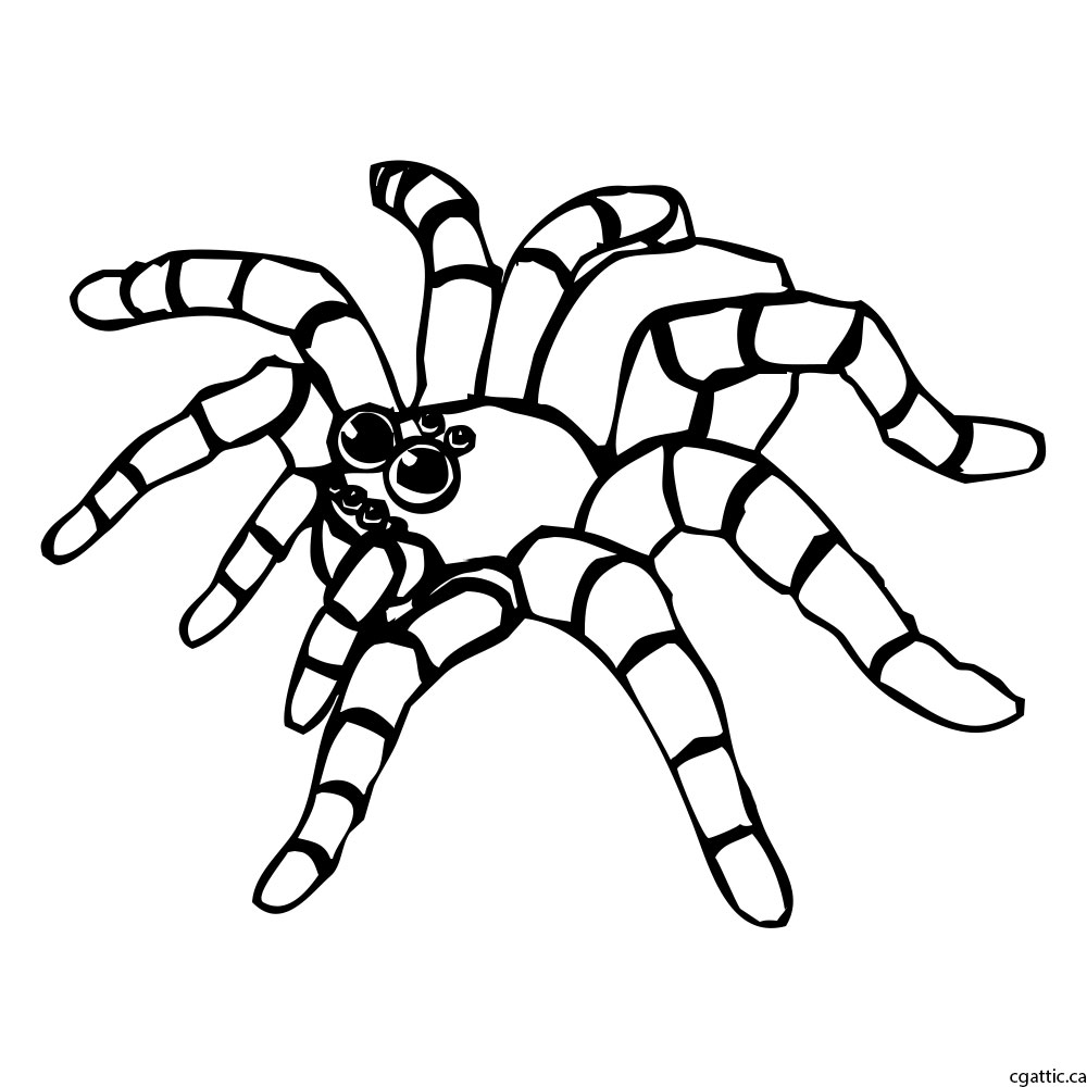 1000x1000 Spider Cartoon Drawing In Steps With Photoshop