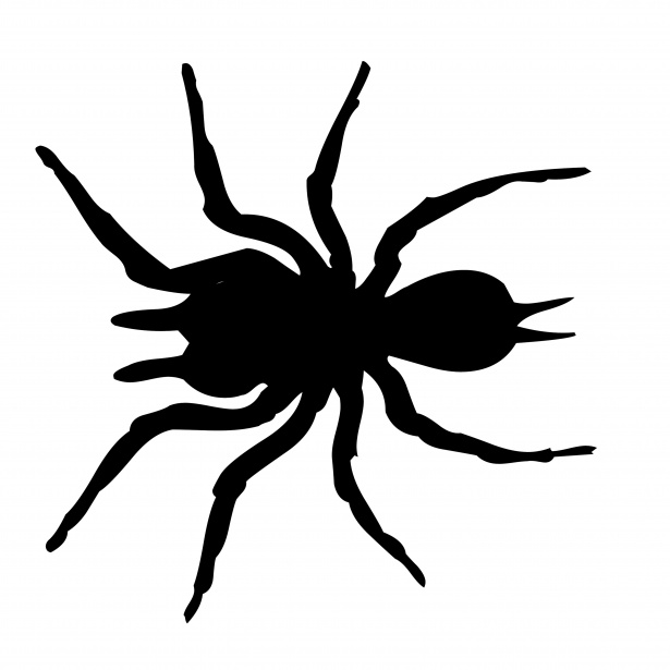 615x615 Drawing Spider On White Free Stock Photo