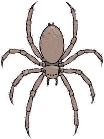 348x464 How To Draw A Brown Recluse Spider