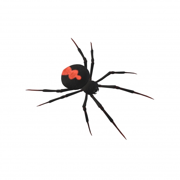 615x615 Spider Drawing Free Stock Photo