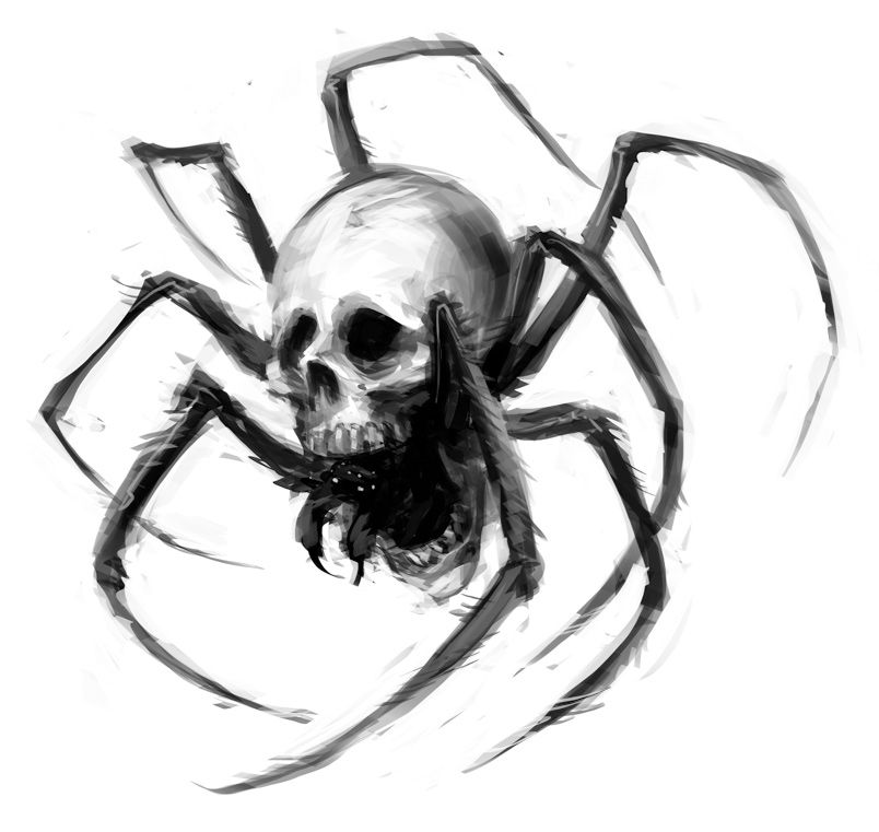 804x761 Spider Drawing Free Download
