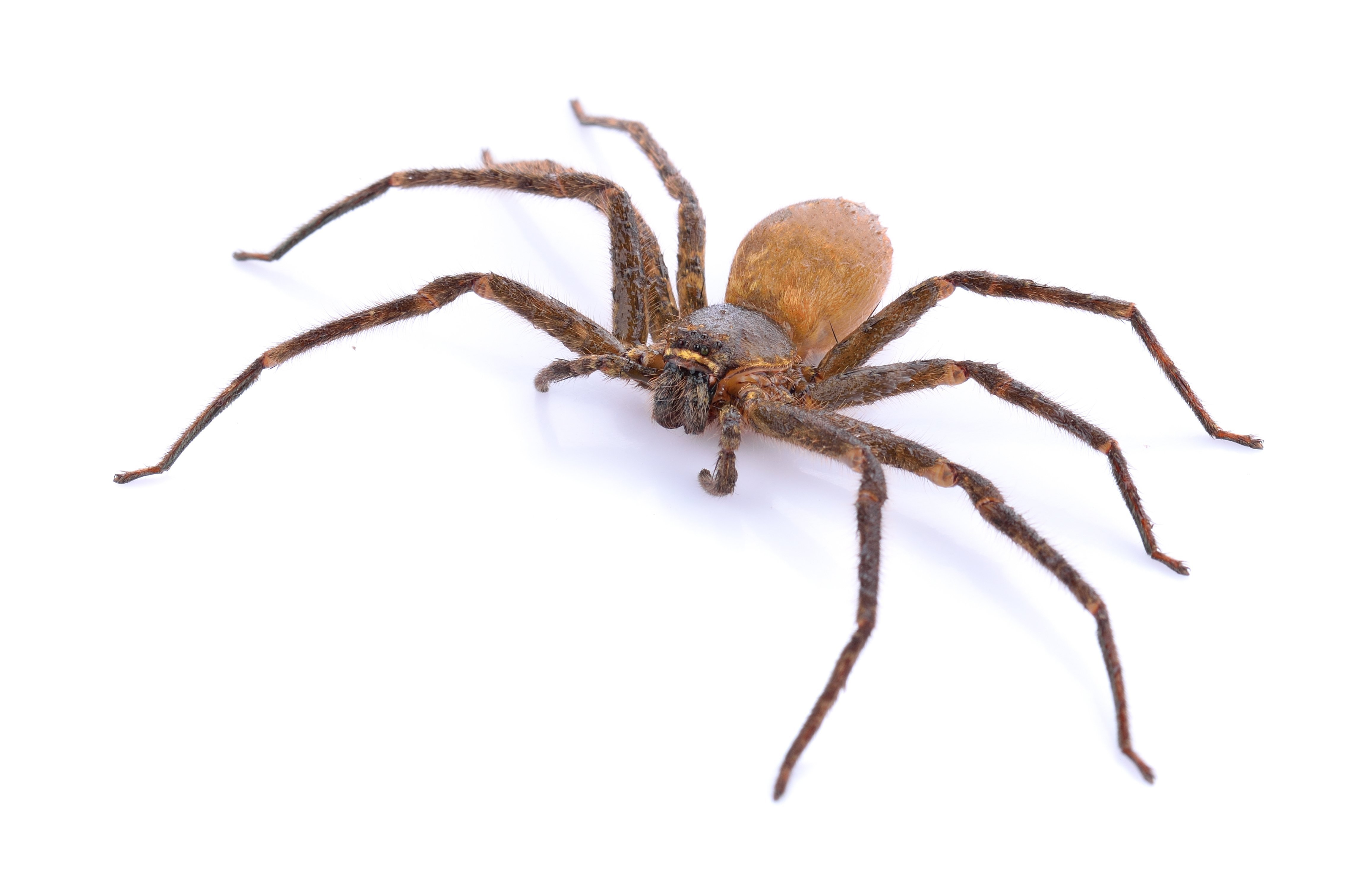4620x2968 ask a biologist why are there no big spiders in iceland