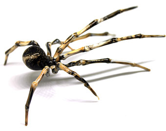 340x270 Spider Etsy