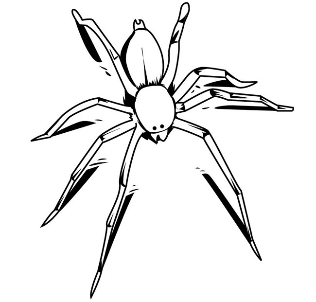 650x621 Spider Shape Template