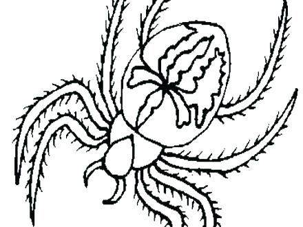 440x330 Spider Web Drawing For Kids Spider Web Pattern Drawing