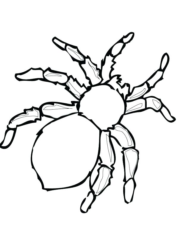 615x796 Spider Drawing Spyder For Free Download