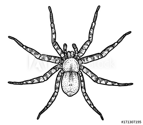 500x436 Spider Illustration, Drawing, Engraving, Ink, Line Art, Vector