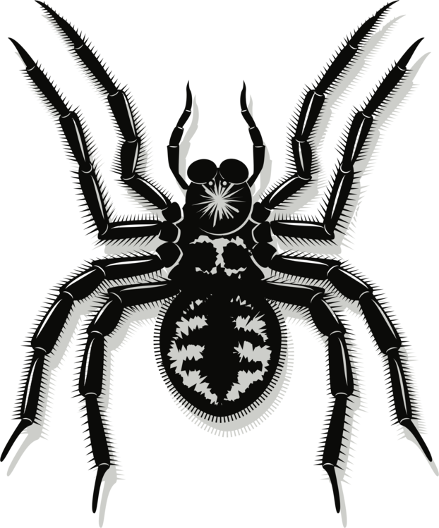 622x749 Spider Web Drawing Line Art Southern Black Widow Cc0