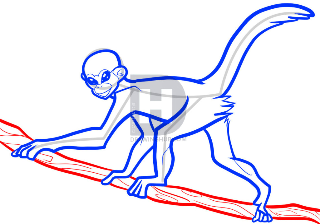 1025x720 How To Draw A Spider Monkey, Spider Monkey, Step