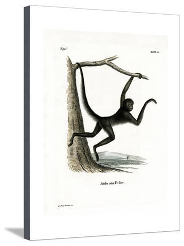 366x488 Spider Monkey Giclee Print