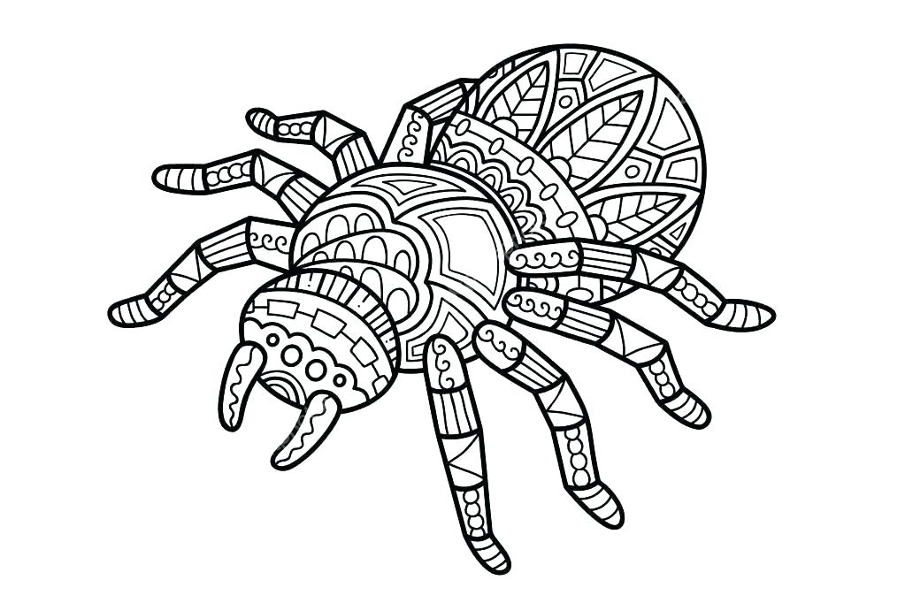 1023x682 Spider Outline Spider On Web Icon Outline Spider On Web Vector