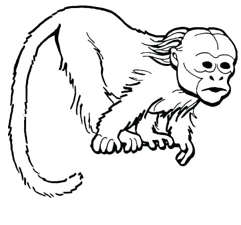 480x447 Monkey Colouring