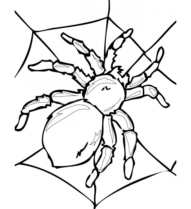 650x711 Spider Shape Template