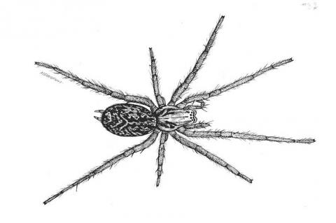 480x319 Spider Drawing Free Download