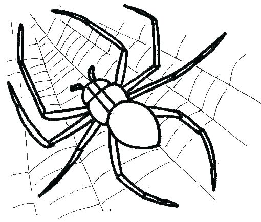 510x434 Spider Web Coloring Pages To Print
