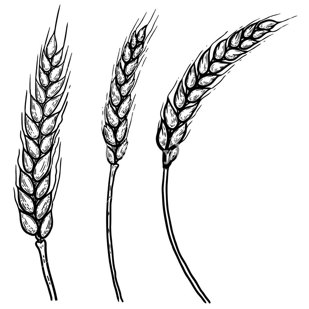1000x1000 Set Of Hand Drawn Illustrations Of Wheat Spikelets Design Element