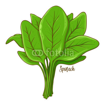 400x400 Spinach Vegetable Hand Drawing Buy Photos Ap Images Detailview