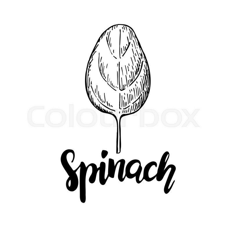 800x800 Spinach Leaf Hand Drawn Vector Stock Vector Colourbox