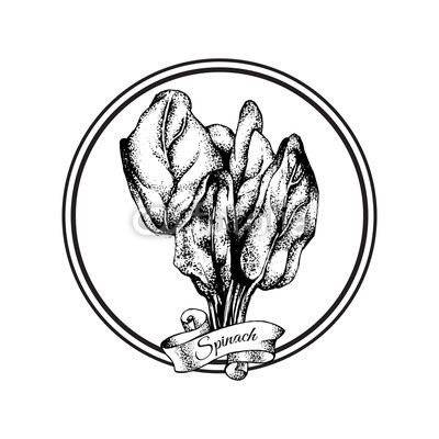 400x400 Vector Illustration Of Spinach Made In Hand Drawn Style Hand