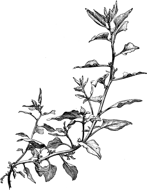 496x640 Branchlet Of New Zealand Spinach Clipart Etc