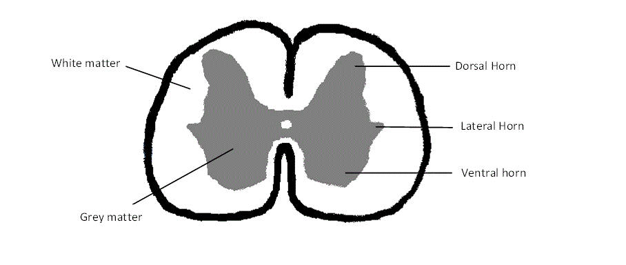 908x384 Filegrey And White Matter In The Spinal Cord Gif