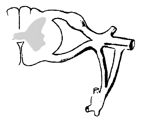 500x425 Neuroscience Resources For Kids