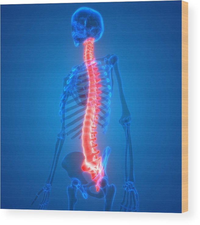 656x740 Spinal Cord A Part Of Human Skeleton Anatomy Wood Print