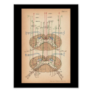 307x307 Spinal Cord Posters, Prints Poster Printing Zazzle Ca