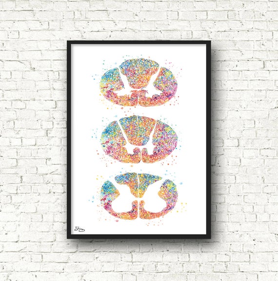 570x577 Spinal Cord Different Cuts Drawing Anatomy Art For Doctor Etsy