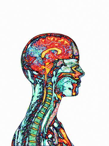 366x488 Brain And Spinal Cord, Mri Photographic Print
