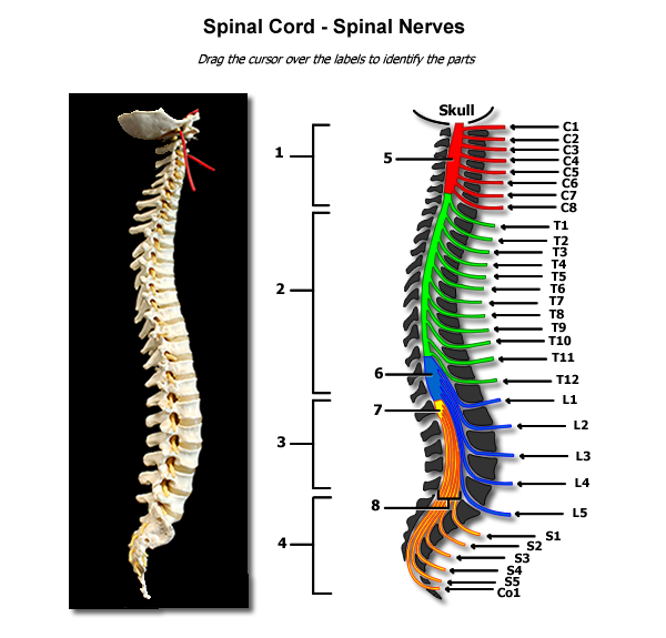 Spinal Cord Drawing | Free download on ClipArtMag