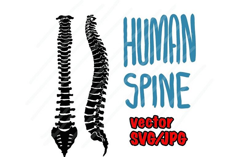 768x512 Human Spine