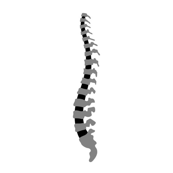 600x600 Vector Human Spine Illustration Art Print